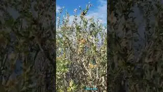Walking Walking Tour in Cap D'Antibes, France - Sea and City sounds - n3 法国