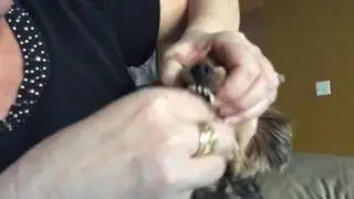 Watch what happens when I give viva a warhead candy!!