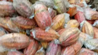 BUHAY FARM VLOG is live!