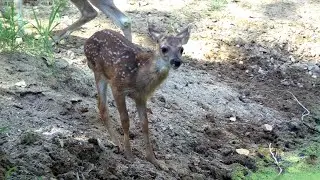 Life at the Moss Pool...  Wild Arizona!