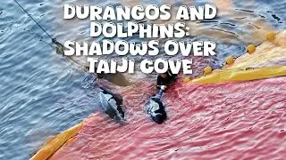 Durangos and Dolphins: Shadows Over Taiji Cove