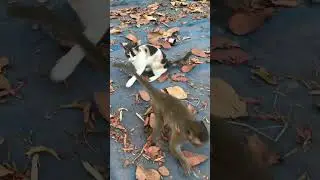 Monkey Daily Life