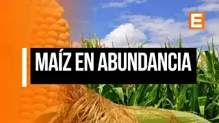 Germán Iturriza sobre el mercado de granos local
