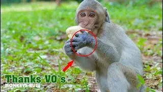 OMG! Poor Monkey Janet Very Hungry Finish One Banana Just Few Second - Thanks Vo's - Monkey Buzz 495