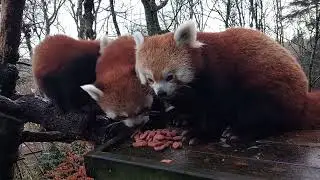 Red panda family at Nordens Ark dec 2022