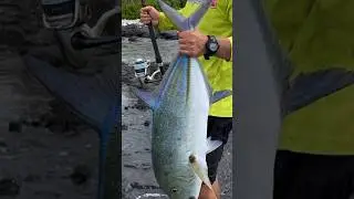 Omilu (Bluefin Trevally) Catch, Cook and Create! #sakanasyndicate #catchcookcreate #catchandcook