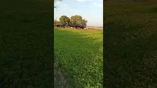 🌹Agriculture 🌹#2026 #travel #dhurandhar #gaming #facebook #newyoutuber #sindh