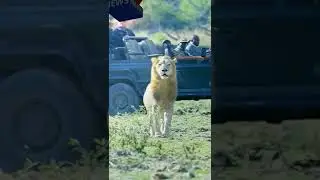 #shorts Subscribe-win BTC #satisfying #Animals #ASMR #ZUMA #music #viral #johnnydepp #trending #car