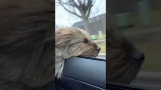 Trying to catch me riding dirty #nugget #shorkie #cute