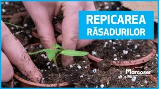 Repicarea Răsadurilor de Legume &icirc;n Ghivece și Substrat de Turbă -  Ferma Marcoser