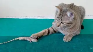 Lizard Plays Dead