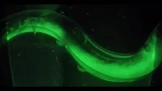 Strongly rotating gravity current deflected to left side of channel