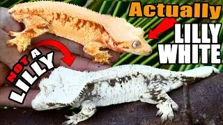 New Lilly White Morph Combo UNLOCKED!