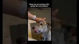 Street dog got emotional after getting too much affection❤️ #viral #trending #shorts #animals #dog