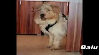 Tierheim N&ouml;rdlingen sucht entl. Hund 