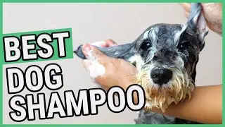 Лучший шампунь для собак | ТОП-7 шампуней для собак (2021) 🐶 ✅