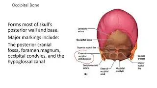 OT 315 axial skeleton lecture 2