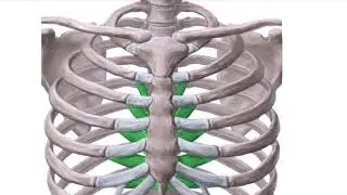 Transversus Thoracis Muscle Subliminal