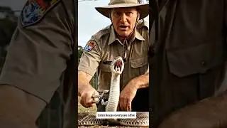 Australia's WILDEST Snake Conservation Effort Revealed