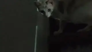 Kucing Lucu
