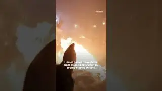 Horses Leap Through Flames in Spanish Festival