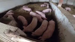 Wygrałem ze świniami || Przewożenie świń do nowej chlewni || Ursus C330