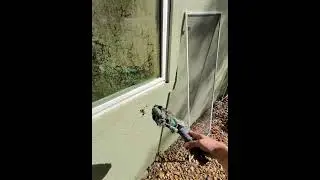 Very Dirty Algae removal from window! #iorderfromwcr #windowcleaner #wcrlife  #oddlysatisfying