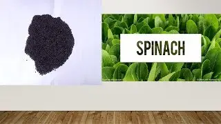 List of Some Vegetable seeds with images