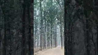 Wah kya nazara h 👀💚 #gorakhpur #nature #kids