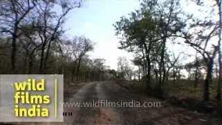 Dry deciduous forest of Panna National Park