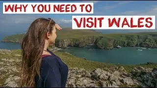 UK's Best Wildlife - Wales | Dolphins, Puffins & Seals | Skomer Island UK Road Trip Travel Vlog 21