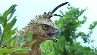 Brave Hen's Mother Protect And Saves Her Baby Chickens From Eagle   Most Amazing Wild Animal Attack