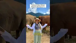 Thailand&rsquo;s Most Ethical Elephant Sanctuary! 😍#thailand #thailandtravel #travelshorts #chiangmai