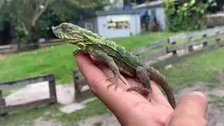 2022 Pied Iguana hatchling ID#4. Female ctenosaura pectinata Very tame Price going up next week