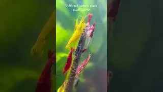 Neocaridina Shrimp Colors You've Never Seen #aquarium #shorts