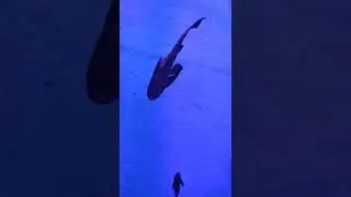 Deep sea water creatures swimming in under water tank  #sea #watercreatures #underwatertank #shorts