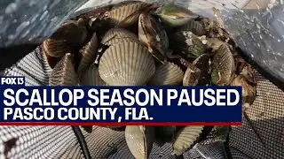 Florida pauses Pasco scallop season due to toxins