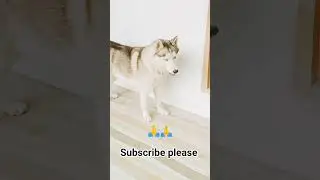 🥰😍🥰🥰#dog love #dog life #dogs #funny #viral #train #farming #trending #yt #village #song #railway