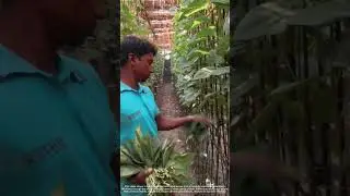 Harvesting Betel Leaves by Hand