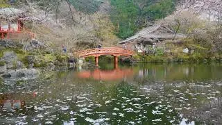 Japan Sakura Water Bridge Full Version
