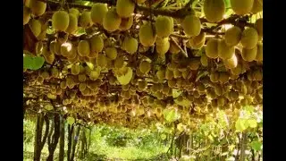 Documentary: Kiwi Farming in Pakistan