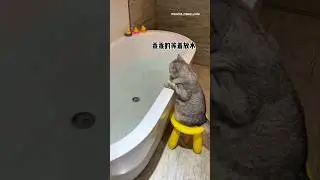 Babu penuhi keinginan Milo untuk berenang 🏊😺 #kucing #kucingmilo