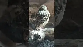 That little wink 🥹 #burrowingowl #highdesertmuseum #Bend #oregon #explore #travel #shorts