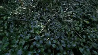 CREEPING MYRTLE MANAGEMENT AT THE CONGREGATIONAL SUMMER ASSEMBLY