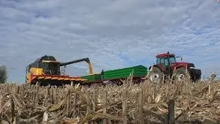 Kukurydza na ziarno 2019!/ New Holland CR9080/Case MX170/Ursus !!