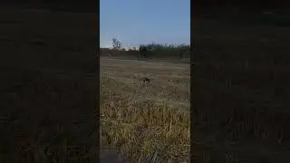 Precision landing withe Proximity sensor | Holybro X500 Drone Test Flight