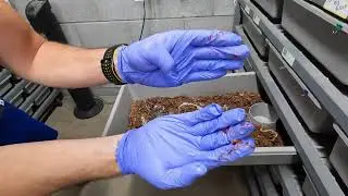MAMA Brazilian Rainbow Boa had 29 babies! Our 1st ever boa birth!