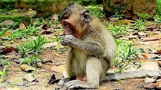 Very Pitiful Poor Baby Monkey Jessie Look So Lonely & Very Sad.