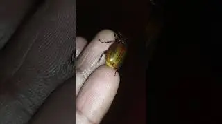 #shorts What insect is this? #Brown June Beetle#Brown Beetle 🐞