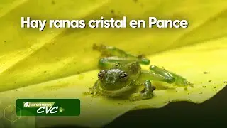 Hay ranas cristal en Pance